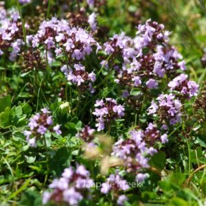 Thymus vulgaris - Kerti kakukkfű (min. 100 szem)