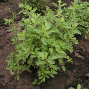 Majorana hortensis - Közönséges majoranna (min. 30 szem)