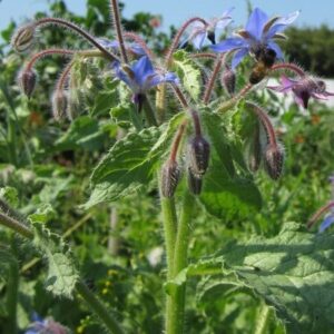 Borago officinalis - Kerti borágó (min. 30 szem)