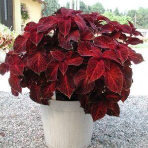 Coleus blumei - Díszcsalán "Velvet Red" (min. 20 szem)