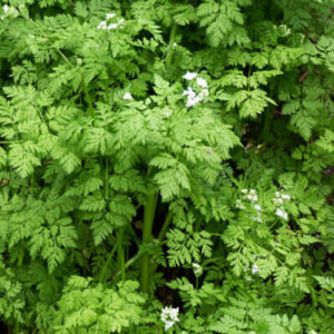 Anthriscus cerefolium - Zamatos turbolya (min. 30 szem)