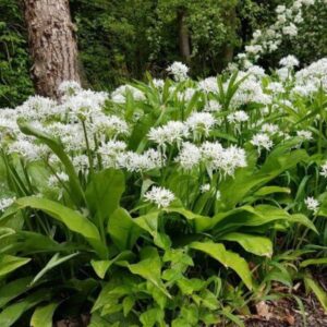 Allium ursinum - Medvehagyma (min. 20 szem)