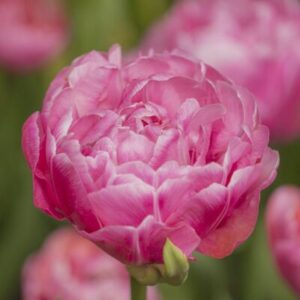 Tulipa "Amazing Grace" - teltvirágú korai (5 db)
