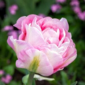 Tulipa "Angélique" - teltvirágú késői (5 db)
