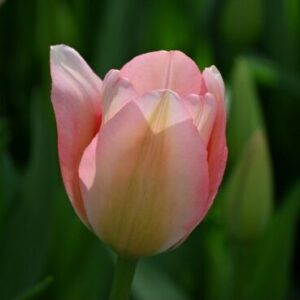 Tulipa "Bella Blush" - Darwin-hibrid (7 db)