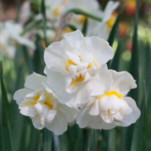 Narcissus "Cheerfulness" - csokros, telt virágú nárcisz (5 db)