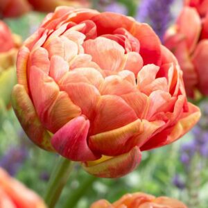 Tulipa "Copper Image" - teltvirágú késői (5 db)
