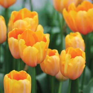 Tulipa "Daydream" - Darwin-hibrid (7 db)
