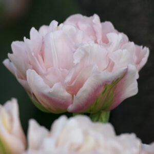 Tulipa "Dreamer" - teltvirágú korai (5 db)