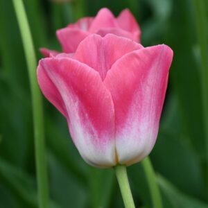 Tulipánok