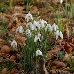 Galanthus nivalis - Kikeleti hóvirág (9 db)