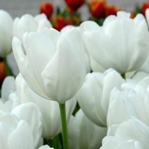 Tulipa "Hakuun" - Darwin-hibrid (5 db)