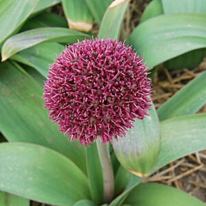 Allium karataviense "Red Giant" - díszhagyma (3 db)