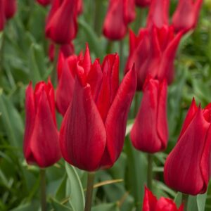Tulipa "Pieter de Leur" - liliomvirágú késői (7 db)