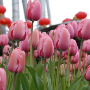 Tulipa "Pink Impression" - Darwin-hibrid (7 db)