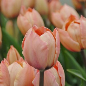 Tulipa "Salmon van Eijk" - Darwin-hibrid (9 db)