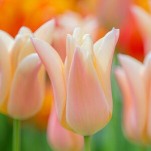 Tulipa "Sanne" - liliomvirágú késői (7 db)