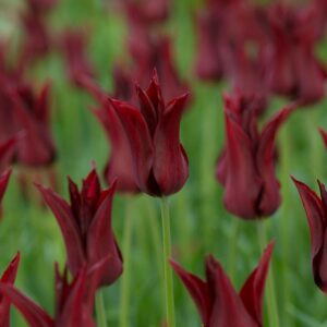 Tulipa "Sarah Raven" - liliomvirágú késői (5 db)