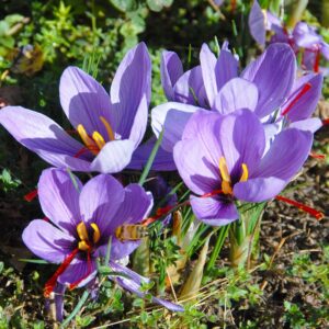 Crocus sativus - valódi sáfrány (9 db)