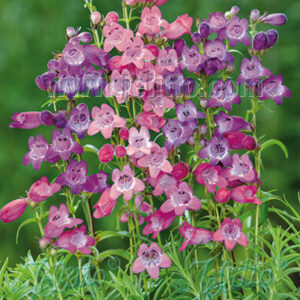 Penstemon mexicale - Mexikói bugatölcsér "Sunburst mix" (min. 20 szem)