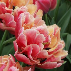 Tulipa "Verona Sunrise" - teltvirágú korai (5 db)