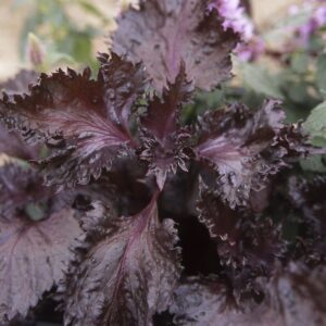 Perilla prutescens - Kínai bazsalikom "Red" (min. 20 szem)