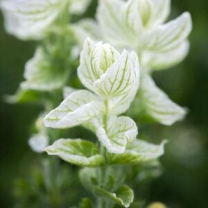 Salvia horminum - Egynyári zsálya "White Swan" (min. 20 szem)