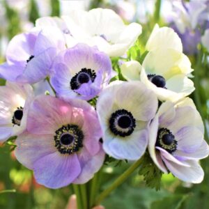 Anemone coronaria - Szellőrózsa "Galilee Pastel" (3 db)