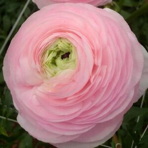 Ranunculus asiaticus - Excluzív boglárka "Amandine Marshmallow" (3 db)
