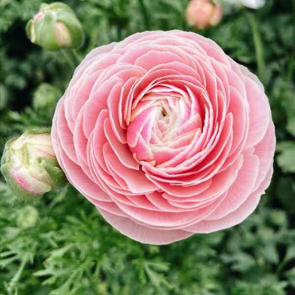 Ranunculus asiaticus - Excluzív boglárka "Amandine Porcelaine" (3 db)