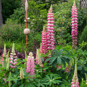 Lupinus polyphyllus - Csillagfürt "Chatelaine" (min. 20 szem)