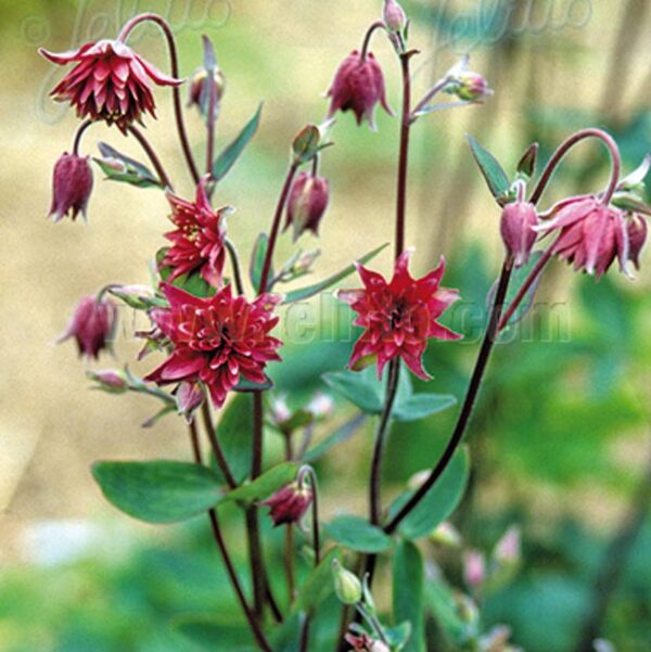 Aquilegia vulgaris - Harangláb "Bordeaux Barlow" (min. 20 szem)