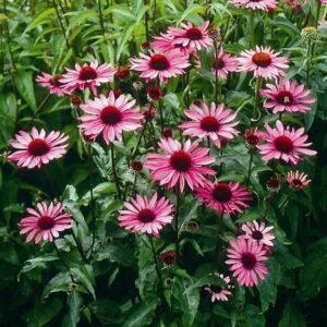 Echinacea purpurea - Kasvirág "Ruby star"(min. 20 szem)