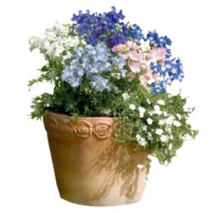 Delphinium grandiflorum - Szibéria szarkaláb "Summer" (min. 20 szem)