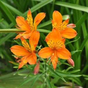 Alstroemeria aurea - Sárga inkaliliom (min 10 szem mag)