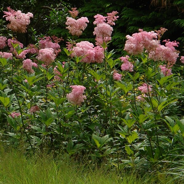 Filipendula rubra - Magas legyezőfű (min. 20 szem)