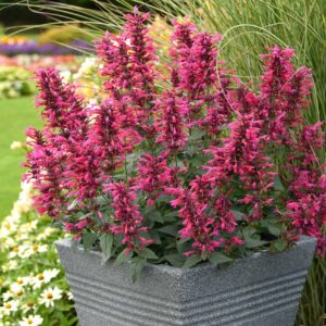 Agastache mexicana - Mexikói izsóp"Sangria" (min. 10 szem)