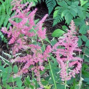 Astilbe rivularis - Folyami tollbuga (min. 20 szem)