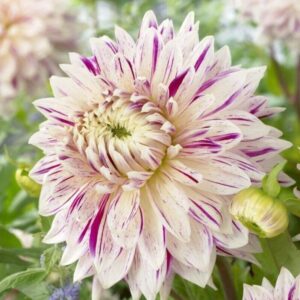 Dália "Avignion" (1 db)