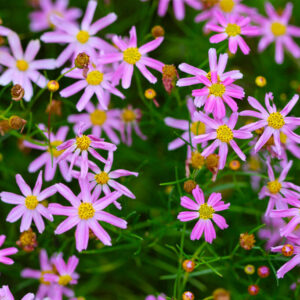 Coreopsis rosea - Rózsaszín menyecskeszem (min. 20 szem)