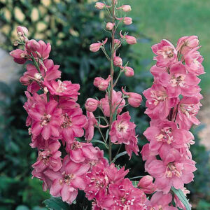 Delphinium hybrida - Évelő szarkaláb "Astolat Premium" (min. 20 szem)