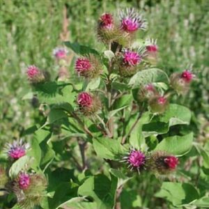 Arctium lappa - Közönséges bojtorján (min. 15 szem)