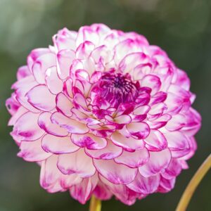 Dália "Dreaming Maid" (1 db)