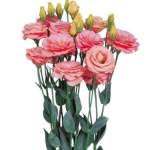 Eustoma grandiflorum - Liziantusz, préritárnics "Rosita II Apricot" (min 20 szem)