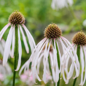 Echinacea pallida - Halvány kasvirág "Hula dancer"(min. 20 szem)