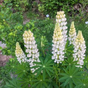 Lupinus polyphyllus - Csillagfürt "Fräulein" (min. 20 szem)
