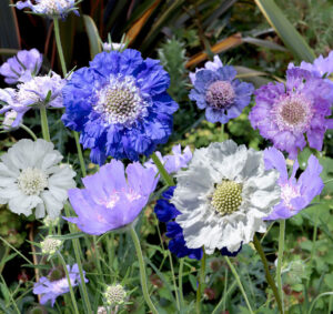 Scabiosa caucasica - Kaukázusi ördögszem"Isaac" (min. 20 szem)