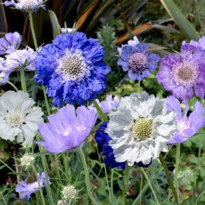 Scabiosa caucasica - Kaukázusi ördögszem"Isaac" (min. 20 szem)