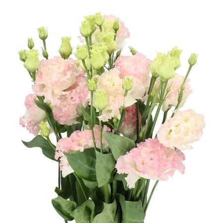 Alissa Light Pink (7 db liziantusz palánta)