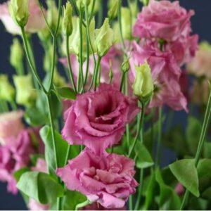 Alissa Rose (7 db liziantusz palánta)